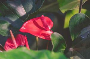 cerca arriba de rosado coleta anturio flores o flamenco flores son floreciente con luz de sol y sombra en verde hojas superficie foto