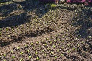 Curve rows of many small seedlings are growing in flower bed inside of decorative flower garden. photo