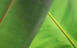 Abstract green foliage background. Sunlight and shadow on backside of green banana leaf surface in botanical garden photo