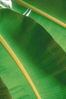 Sunlight and shadow on backside of green banana leaf surface in vertical frame. Green foliage background photo