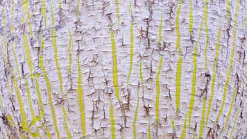 Background of rough bark texture with thorns and green stripes on surface of large bottle tree trunk photo