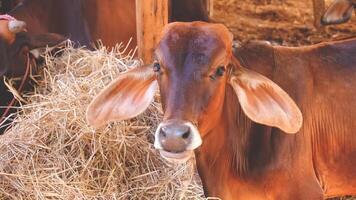 Portrait of young brown cow looking at camera while eating hay in cowshed at livestock farm photo