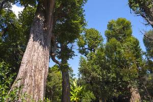 Bottom view of big trees group with green leaves are growing in tropical forest against blue sky background photo