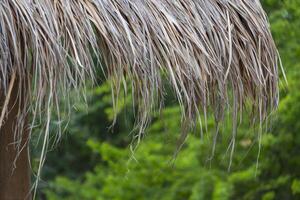 Focus at thatched roof eaves with blurred greenery background photo