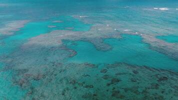 el asombroso belleza de un caribe coral arrecife es capturado desde un elevado perspectiva, exhibiendo sus vibrante aguamarina matices y el protector barrera eso formas video