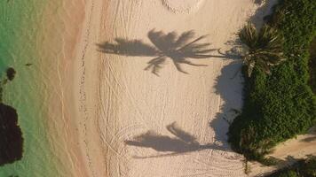 Aerial top down view of the minimalist silhouettes of palm tree shadows on a tropical beach in Punta Cana. The sandy shore is fringed with palms, leading to a clear turquoise ocean. video