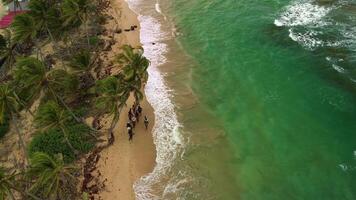 A view from above showing tourists horseback riding along the seashore of Uvero Alto in the Dominican Republic video