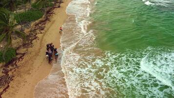 un aéreo perspectiva de turistas lado de caballo montando a lo largo el costa de uvero Alto en el dominicano república video