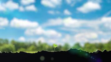 Time-lapse photography of grass seeds sprouting in primeval forest. video