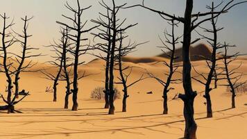 dry barren desert-with-dead-trees video