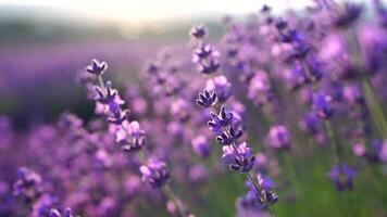 blomning lavendel- i en fält på solnedgång. provence, Frankrike. stänga upp. selektiv fokus. långsam rörelse. lavendel- blomma vår bakgrund med skön lila färger och bokeh lampor. video