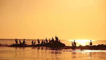 Meer Vögel Silhouette beim Sonnenuntergang. Herde von Kormorane, Phalacrocorax carbo sitzen auf das Felsen Vor Sonnenuntergang. Herde von Seevögel, Kormorane, Möwen, schließen oben Sitzung auf ein Cliff oben beim Sonnenuntergang, schleppend Bewegung video