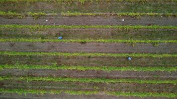 Aerial view of vineyards field plantation on sunset. Cinematic drone aerial view on Green highland valley countryside. Eco farming in wild nature landscape. Tourism, travel concept. video