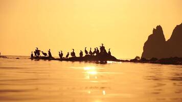 mar pássaros silhueta às pôr do sol. rebanho do corvos-marinhos, falacrocorax carbo sentar em a pedras antes pôr do sol. rebanho do aves marinhas, corvos-marinhos, gaivotas, fechar acima sentado em uma penhasco topo às pôr do sol, lento movimento video