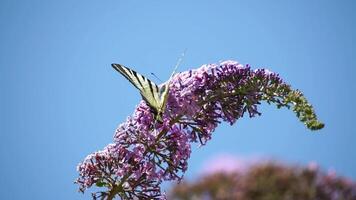 une commun Jaune machaon papilio machaon sur le fleur de une papillon buisson buddleja davidii . proche en haut, lent mouvement video