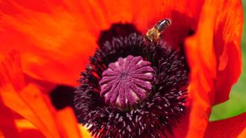 röd vallmo blomma huvud stänga upp av kronblad. vallmo i de äng vild vallmo fält, svängande förbi vind. makro. närbild av blomstrande vallmo. glänta av röd vallmo. mjuk fokus fläck. papaver sp. video