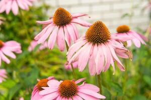 Beautiful daisies growing in the garden. Gardening concept, close-up. The flower is pollinated by a bumblebee. photo