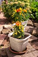 Growing pepper in a pot in the yard of a country house. Gardening and country life. photo