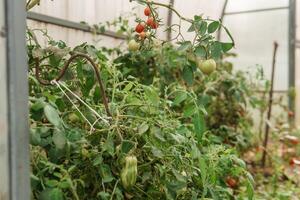 Tomatoes are hanging on a branch in the greenhouse. The concept of gardening and life in the country. A large greenhouse for growing homemade tomatoes. photo