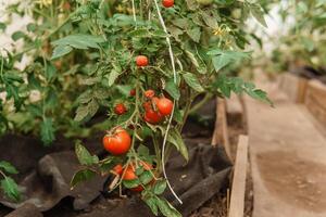 Tomatoes are hanging on a branch in the greenhouse. The concept of gardening and life in the country. A large greenhouse for growing homemade tomatoes. photo