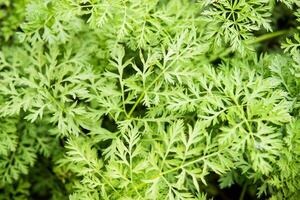 Parsley beds. Parsley grows in the garden. Life in the village. photo