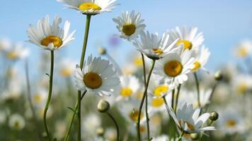 Chamomile. White daisy flowers in a field of green grass sway in the wind at sunset. Chamomile flowers field with green grass against blue sky. Close up slow motion. Nature, flowers, spring, biology video