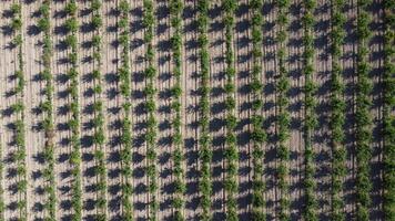 aereo moderno giardino. aereo superiore Visualizza di un Mela frutteto piantato utilizzando moderno giardinaggio tecniche. righe di giovane, ben curato alberi, geometria di moderno aziende agricole e biologico agricoltura pratiche. video