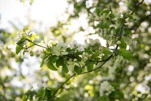 floreciente manzana árbol ramas con blanco flores de cerca. foto