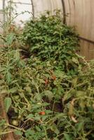 Tomatoes are hanging on a branch in the greenhouse. The concept of gardening and life in the country. A large greenhouse for growing homemade tomatoes. photo