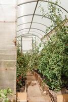 Large greenhouses for growing homemade vegetables. The concept of gardening and life in the country. photo