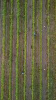 Aerial view of vineyards field plantation on sunset. Cinematic drone aerial view on Green highland valley countryside. Eco farming in wild nature landscape. Tourism, travel concept. video
