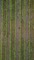 antenne visie van wijngaarden veld- plantage Aan zonsondergang. filmische dar antenne visie Aan groen hoogland vallei platteland. eco landbouw in wild natuur landschap. toerisme, reizen concept. video