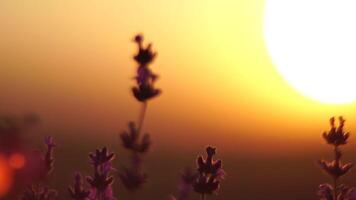 lavanda a tramonto. astratto sfocato fioritura lussureggiante viola lavanda fiori nel d'oro caldo tramonto luce. biologico lavanda olio produzione nel Europa. giardino aromaterapia. lento movimento, vicino su video