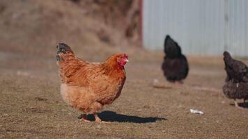 fri räckvidd brun inhemsk kyckling äter korn, picka gul gräs på små eco Hem coop bruka video