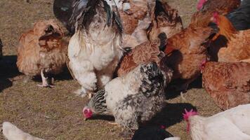 Doméstico pollos y gallos comiendo granos en gratis rango granja con amarillo césped en pequeño eco granja video