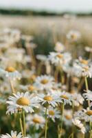 Chamomile flowers in close-up. A large field of flowering daisies. The concept of agriculture and the cultivation of useful medicinal herbs. photo