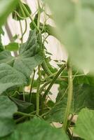 Cucumbers hang on a branch in the greenhouse. The concept of gardening and life in the country. photo