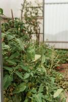 Tomatoes are hanging on a branch in the greenhouse. The concept of gardening and life in the country. A large greenhouse for growing homemade tomatoes. photo