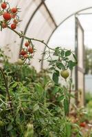 Tomatoes are hanging on a branch in the greenhouse. The concept of gardening and life in the country. A large greenhouse for growing homemade tomatoes. photo