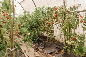 Tomatoes are hanging on a branch in the greenhouse. The concept of gardening and life in the country. A large greenhouse for growing homemade tomatoes. photo