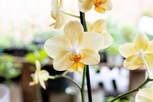 Orchid Flowering Plant photo