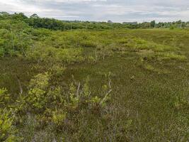 Small Swamp in Itaja photo