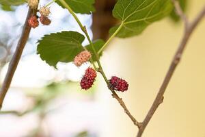 pequeños frutos de morera foto