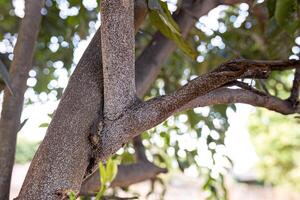 Citrus Snow Scale Insect photo