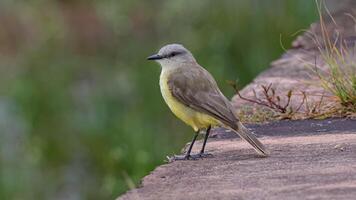 Adult Cattle Tyrant Bird photo