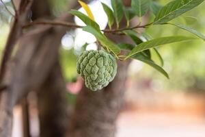 Sweetsop Green Fruit photo