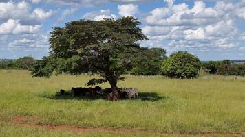 cows and horses in a field taking refuge from the afternoon sun in the shade of a tree photo