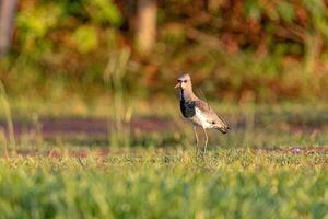 Adult Southern Lapwing Bird photo