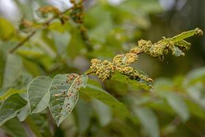 plant leaves full of galls caused by mites photo