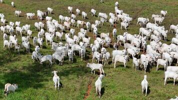 field pasture area with white cows grazing photo